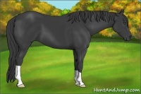 Horse Color:Smoky Black