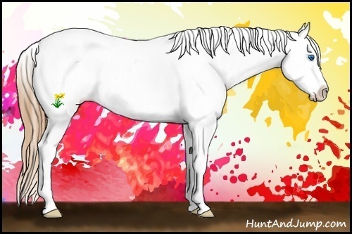 Horse Color:White Spotted Grullo Splash Blanket 