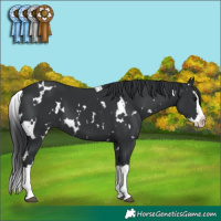 Horse Color:White Spotted Black Splash