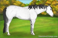 Horse Color:White Spotted Grullo