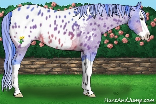 Horse Color:Watercolor Bay Splash Appaloosa Rabicano 