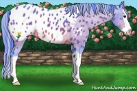 Horse Color:Watercolor Bay Splash Appaloosa Rabicano 