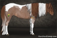 Horse Color:Red Roan Tobiano 