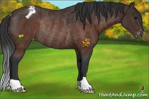 Horse Color:Brown Appaloosa Rabicano 