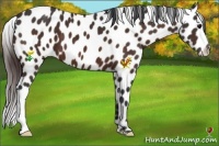 Horse Color:Bay Appaloosa 