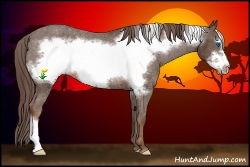 Horse Color:Liver Chestnut Frame Appaloosa Rabicano 