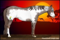 Horse Color:Liver Chestnut Frame Appaloosa Rabicano