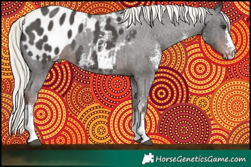 Horse Color:Liver Chestnut Mushroom Sabino Appaloosa 