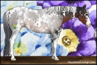 Horse Color:White Spotted Brown 