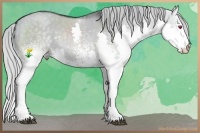 Horse Color:White Spotted Silver Grullo Chinchilla Splash