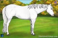 Horse Color:Plaid  Silver Bay Ice Sabino Appaloosa 