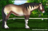 Horse Color:Bay Onyx Rabicano 