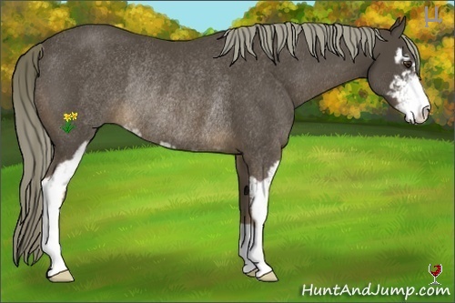 Horse Color:Liver Chestnut Sabino Rabicano
