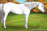 Horse Color:White Spotted Liver Chestnut Appaloosa 
