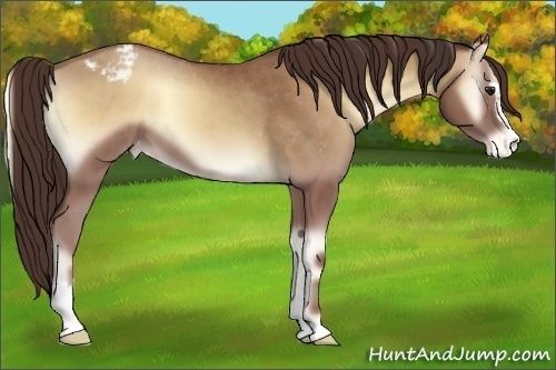 Horse Color:Classic Champagne Onyx Sabino Appaloosa 