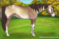 Horse Color:Classic Champagne Onyx Sabino Appaloosa