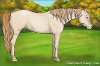 Horse Color:Smoky Black Pearl 