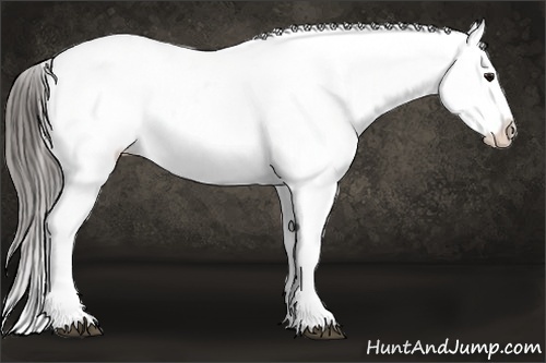 Horse Color:Black Near Leopard Rabicano 