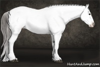 Horse Color:Black Near Leopard Rabicano