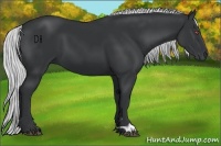 Horse Color:Silver Black Chinchilla 