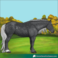 Horse Color:Silver Black Chinchilla 