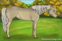 Horse Color:Chocolate Palomino 