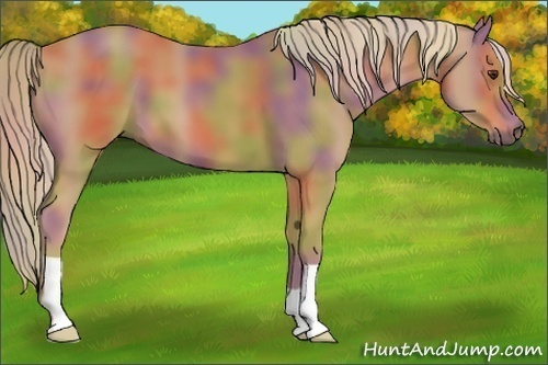 Horse Color:Nacre Chestnut 