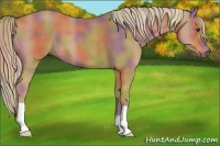 Horse Color:Nacre Chestnut 