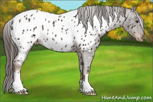 Horse Color:Liver Chestnut Appaloosa 