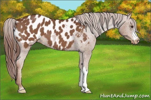 Horse Color:Chestnut Appaloosa 