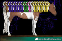 Horse Color:Silver Black Tobiano Rabicano