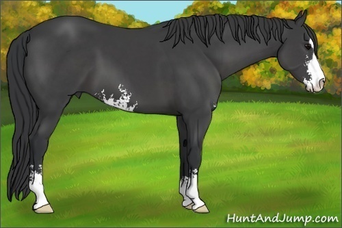 Horse Color:Black Sabino