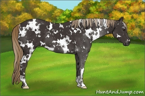 Horse Color:White Spotted Liver Chestnut 