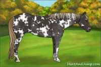 Horse Color:White Spotted Liver Chestnut 