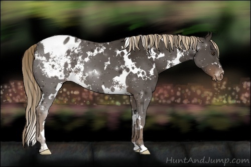 Horse Color:White Spotted Liver Chestnut Varnish 