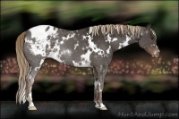 Horse Color:White Spotted Liver Chestnut Varnish