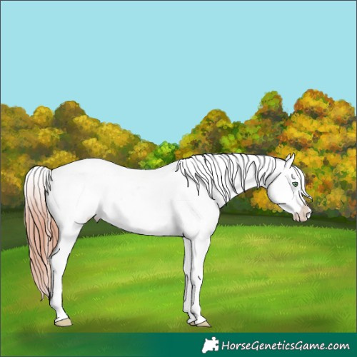 Horse Color:White Spotted Sable Champagne Dun Splash Frame Appaloosa 