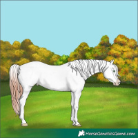 Horse Color:White Spotted Sable Champagne Dun Splash Frame Appaloosa