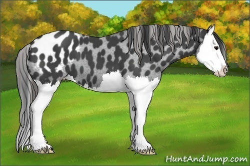 Horse Color:Black Splash Appaloosa 