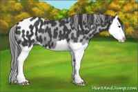 Horse Color:Black Splash Appaloosa 