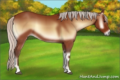 Horse Color:Silver Bay Onyx 