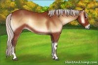 Horse Color:Silver Bay Onyx
