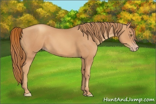Horse Color:Gold Champagne 