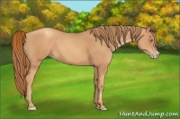 Horse Color:Gold Champagne 