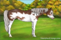 Horse Color:White Spotted Silver Bay Splash Frame 