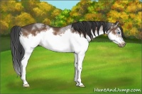 Horse Color:White Spotted Bay Splash Frame