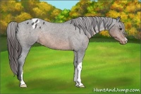 Horse Color:Brown Appaloosa