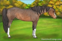 Horse Color:Buckskin Appaloosa