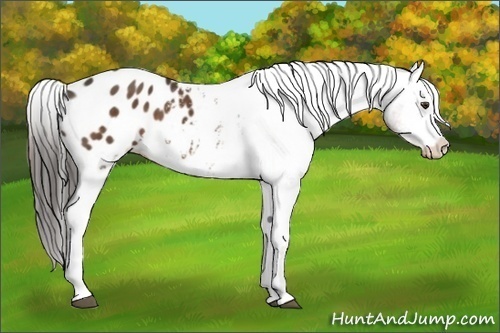 Horse Color:Liver Chestnut Appaloosa 