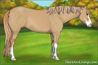 Horse Color:Red Dun Sabino